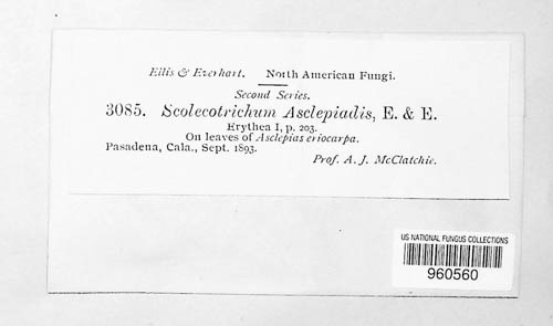 Asperisporium asclepiadis image